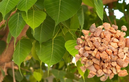 Mật ong bồ đề hoa món quà quý từ thiên nhiên
